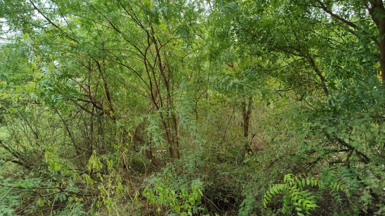 Plot 172 Before Cleanup